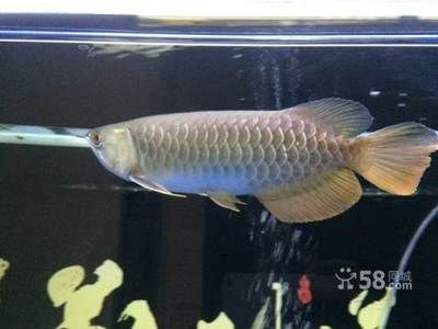 龍魚不養了怎么處理好看