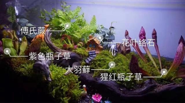xingzuan魚缸：\"星空魚缸制作方法