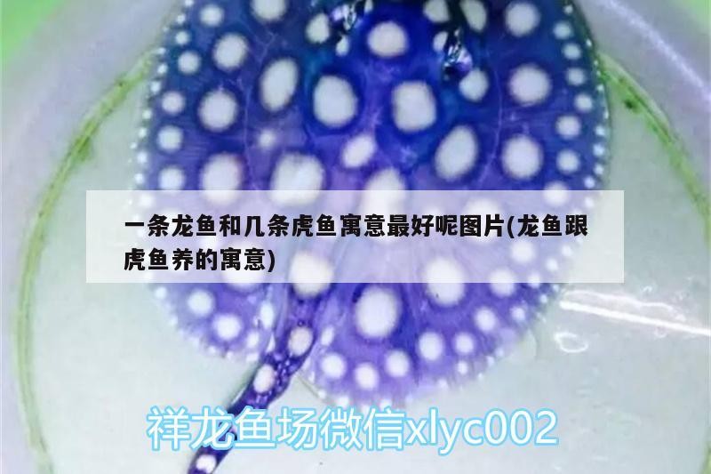 一條龍魚和幾條虎魚寓意最好呢圖片(龍魚跟虎魚養的寓意)