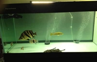 虎魚最低水溫多少：虎魚最低水溫要求大致在18℃左右，虎魚可能會表現不適癥狀