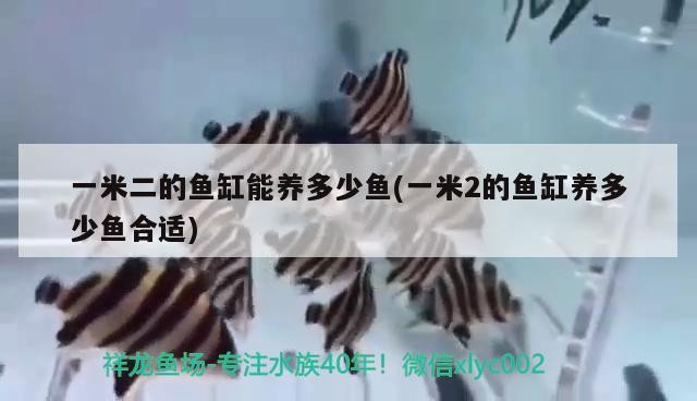 一米二的魚缸能養多少魚(一米2的魚缸養多少魚合適)