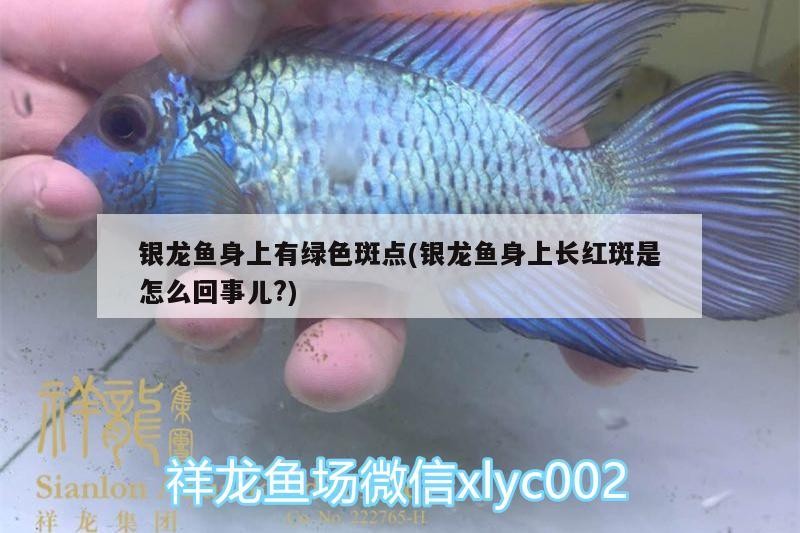 銀龍魚身上有綠色斑點(銀龍魚身上長紅斑是怎么回事兒?)