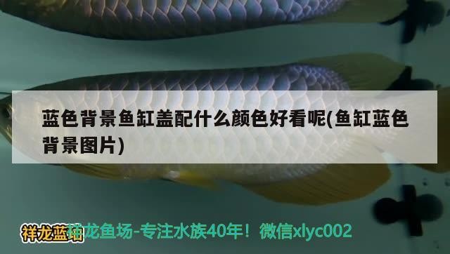 龍魚干蝦有營養嗎 藍色背景魚缸蓋配什么顏色好看呢(魚缸藍色背景圖片) 森森魚缸 藍色背景魚缸蓋配什么顏色好看呢(魚缸藍色背景圖片) 藍色背景魚缸蓋配什么顏色好看呢(魚缸藍色背景圖片) 森森魚缸