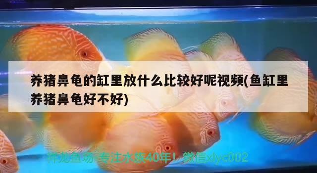 養豬鼻龜的缸里放什么比較好呢視頻(魚缸里養豬鼻龜好不好)