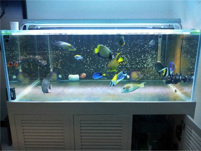 大魚缸怎么清理魚屎的：大魚缸如何清理魚屎？