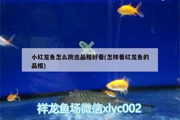 紅龍魚怎么選擇品相好：紅龍魚品相鑒定技巧，紅龍魚品種與顏色區(qū)別