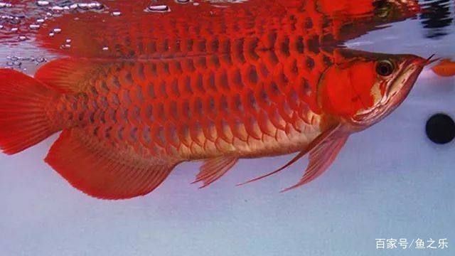 紅龍魚怎么選擇品相好：紅龍魚品相鑒定技巧，紅龍魚品種與顏色區(qū)別