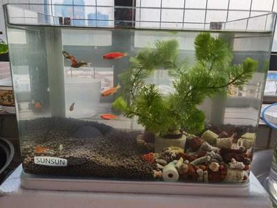 保定市北市區(qū)陽光地帶水族系列經(jīng)營(yíng)店（保定陽光水岸在哪里）