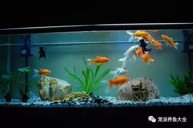 大錦鯉魚缸 大錦鯉魚缸 魚缸百科 第3張