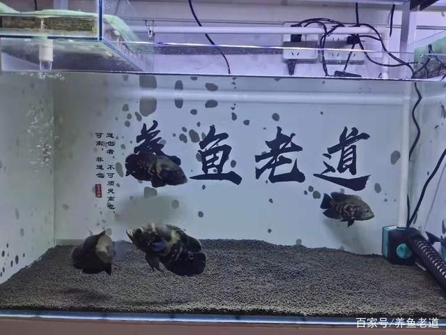 大錦鯉魚缸 大錦鯉魚缸 魚缸百科 第4張