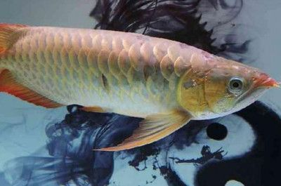 龍魚(yú)腸胃不好的表現(xiàn)