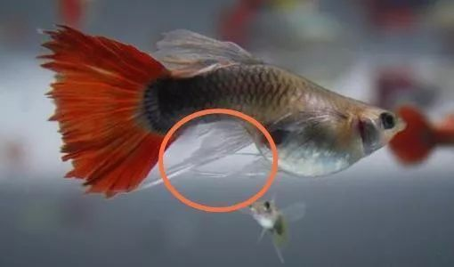 紅龍魚性別鑒別其他方法：紅龍魚性別鑒別
