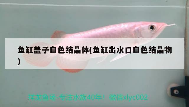 魚缸蓋子白色結(jié)晶體(魚缸出水口白色結(jié)晶物) 虎魚百科 第2張 魚缸蓋子白色結(jié)晶體(魚缸出水口白色結(jié)晶物) 魚缸蓋子白色結(jié)晶體(魚缸出水口白色結(jié)晶物) 虎魚百科 第2張