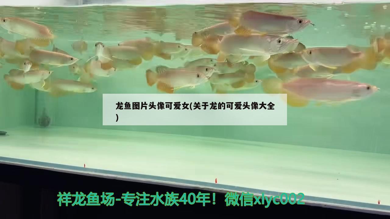 龍魚圖片頭像可愛女(關于龍的可愛頭像大全)