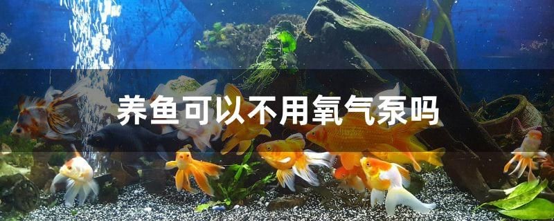 養(yǎng)魚可以不用氧氣泵嗎