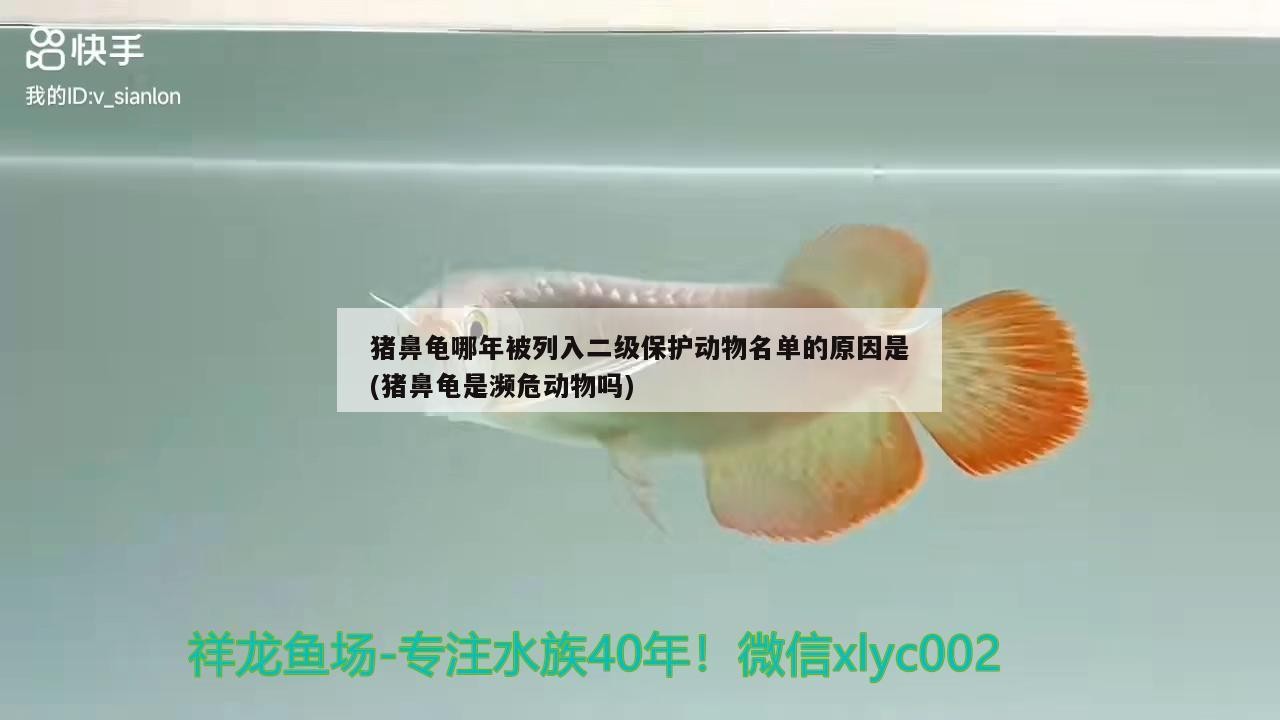 豬鼻龜哪年被列入二級保護動物名單的原因是(豬鼻龜是瀕危動物嗎)