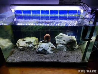 成品魚缸能改矮一點嗎？：成品魚缸改造技巧了解