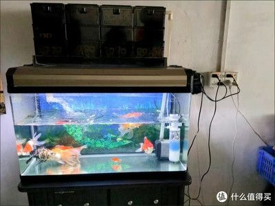 成品魚缸能改矮一點嗎？：成品魚缸改造技巧了解