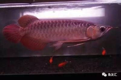 什么品種的紅龍魚最好看又好養活：紅龍魚品種價格對比，紅龍魚選購技巧指南，