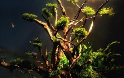 沉木在魚缸發黃怎么處理：沉木在魚缸中導致的水發黃怎么辦？