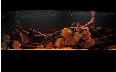 沉木在魚缸發黃怎么處理：沉木在魚缸中導致的水發黃怎么辦？