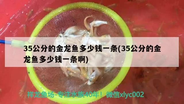 金龍魚和虎魚經常打架怎么回事(金龍魚和虎魚經常打架怎么回事兒)