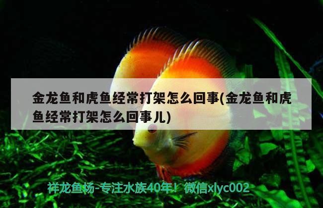金龍魚和虎魚經常打架怎么回事(金龍魚和虎魚經常打架怎么回事兒)