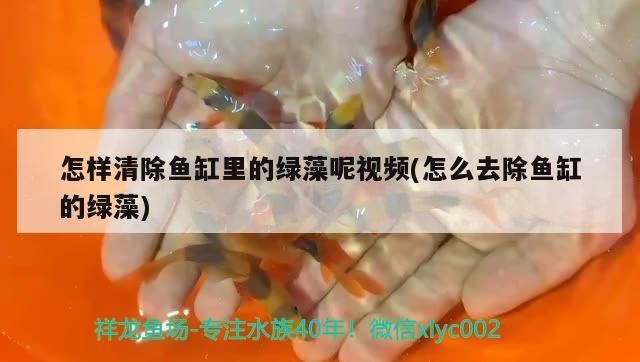怎樣清除魚缸里的綠藻呢視頻(怎么去除魚缸的綠藻)