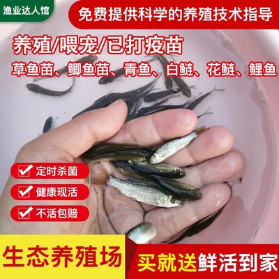 中國龍魚10大品牌