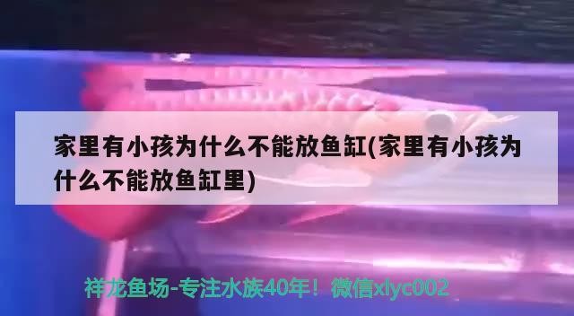 家里有小孩為什么不能放魚缸(家里有小孩為什么不能放魚缸里)