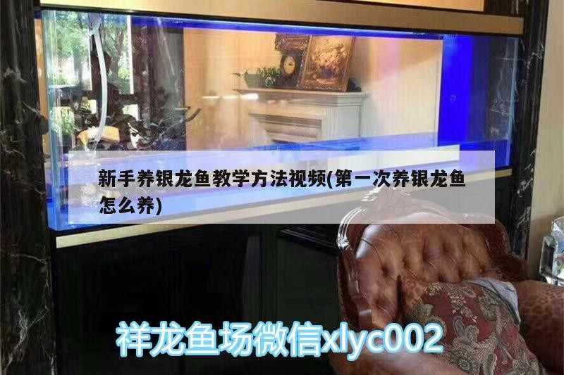 新手養(yǎng)銀龍魚教學(xué)方法視頻(第一次養(yǎng)銀龍魚怎么養(yǎng))