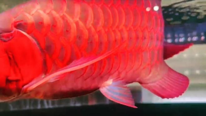 怎么挑選紅龍魚最好：如何挑選一只好的紅龍魚
