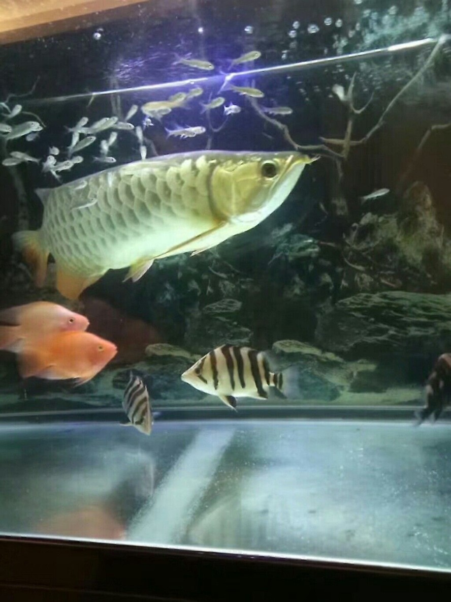 固原水族館養虎魚要注意這四點