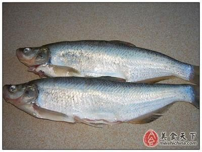 白條魚可以喂龍魚嗎