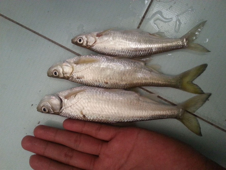 白條魚可以喂龍魚嗎