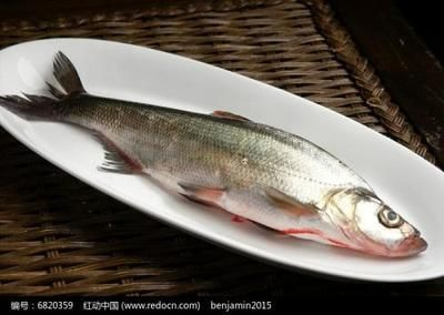 白條魚可以喂龍魚嗎