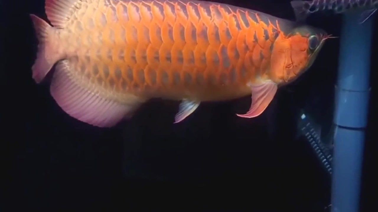 印度尼西亞紅龍魚產地：印尼紅龍魚在印度尼西亞的主要產區包括加里曼丹省西部的坎甸