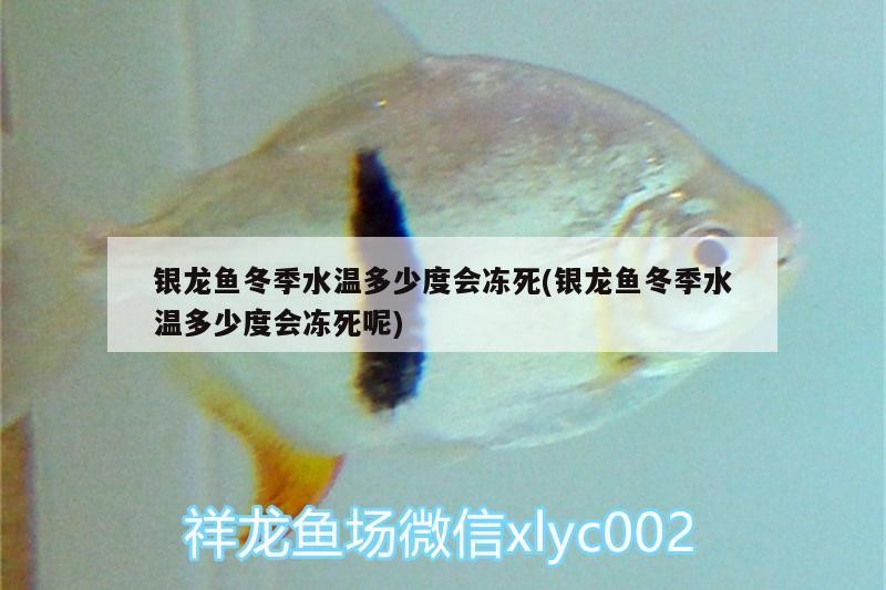 銀龍魚冬季水溫多少度會凍死(銀龍魚冬季水溫多少度會凍死呢)