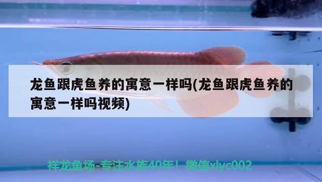 龍魚跟虎魚養的寓意一樣嗎(龍魚跟虎魚養的寓意一樣嗎視頻)