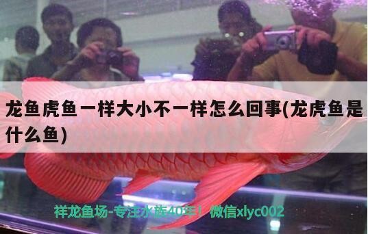 龍魚(yú)虎魚(yú)一樣大小不一樣怎么回事(龍虎魚(yú)是什么魚(yú)) 龍魚(yú)虎魚(yú)一樣大小不一樣怎么回事(龍虎魚(yú)是什么魚(yú)) 虎魚(yú)百科 第1張