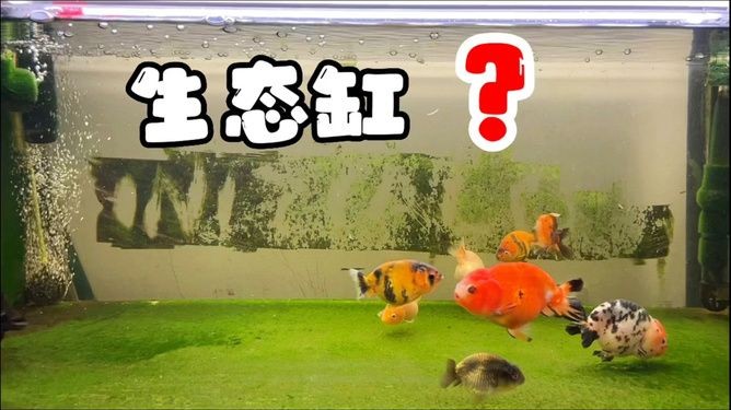 純生態魚缸系統的原理