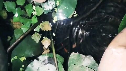 純生態魚缸系統的原理