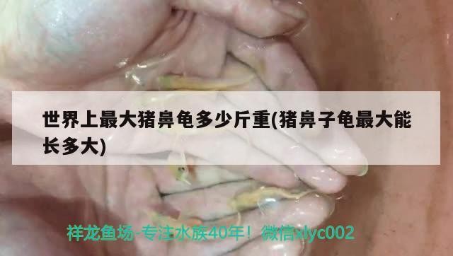 世界上最大豬鼻龜多少斤重(豬鼻子龜最大能長多大)