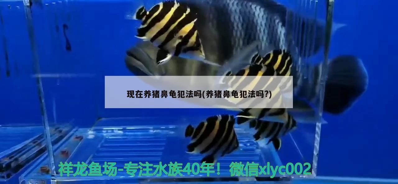現在養豬鼻龜犯法嗎(養豬鼻龜犯法嗎?)