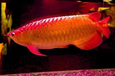紅龍魚在缸底不動是什么原因