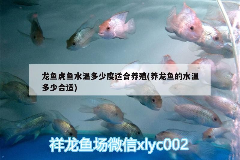 龍魚虎魚水溫多少度適合養殖(養龍魚的水溫多少合適)