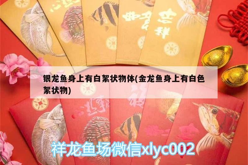 銀龍魚身上有白絮狀物體(金龍魚身上有白色絮狀物)