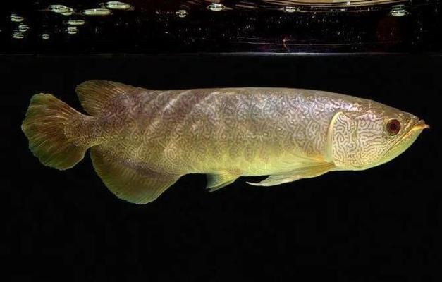 中國紅龍魚屬于國家幾級保護動物嗎:紅龍魚不是中國國家一級保護動物但在國際上被列為瀕危物種 紅龍魚百科 第5張 中國紅龍魚屬于國家幾級保護動物嗎:紅龍魚不是中國國家一級保護動物但在國際上被列為瀕危物種 中國紅龍魚屬于國家幾級保護動物嗎:紅龍魚不是中國國家一級保護動物但在國際上被列為瀕危物種 紅龍魚百科 第5張