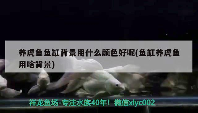 養虎魚魚缸背景用什么顏色好呢(魚缸養虎魚用啥背景) 養虎魚魚缸背景用什么顏色好呢(魚缸養虎魚用啥背景) 虎魚百科