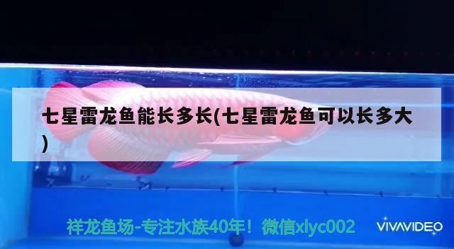 七星雷龍魚能長多長(七星雷龍魚可以長多大)